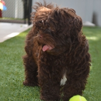 Lawn Services Gordon, Georgia Artificial Turf For Dogs, Dog Kennels