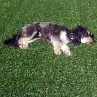 Synthetic Grass Cost Forest Park, Georgia Artificial Turf For Dogs, Grass for Dogs