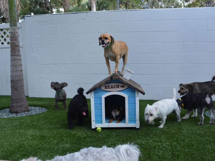 Artificial Turf Cost Rossville, Georgia Dogs, Dog Kennels