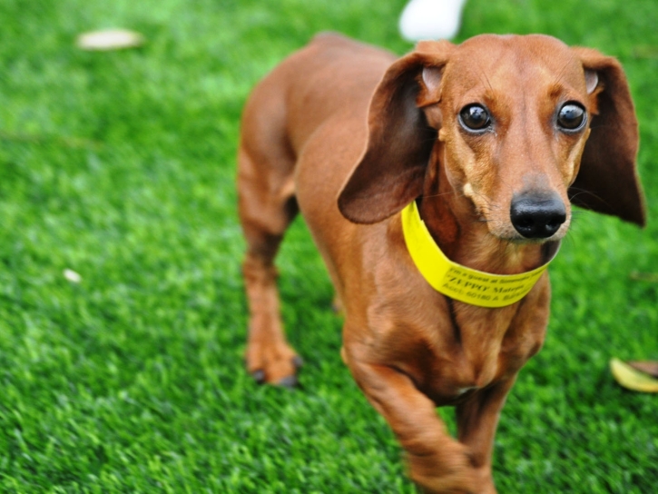 Artificial Turf Installation Byron, Georgia Hotel For Dogs, Dogs Park