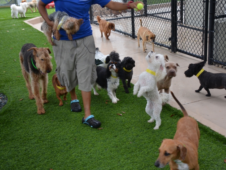 Faux Grass Ivey, Georgia Artificial Grass For Dogs, Dogs Runs