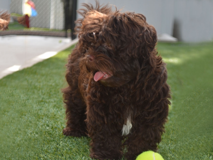 Lawn Services Gordon, Georgia Artificial Turf For Dogs, Dog Kennels