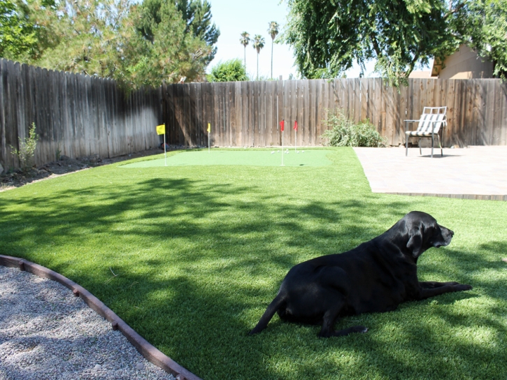 Synthetic Grass Baldwin, Georgia Artificial Grass For Dogs, Dogs