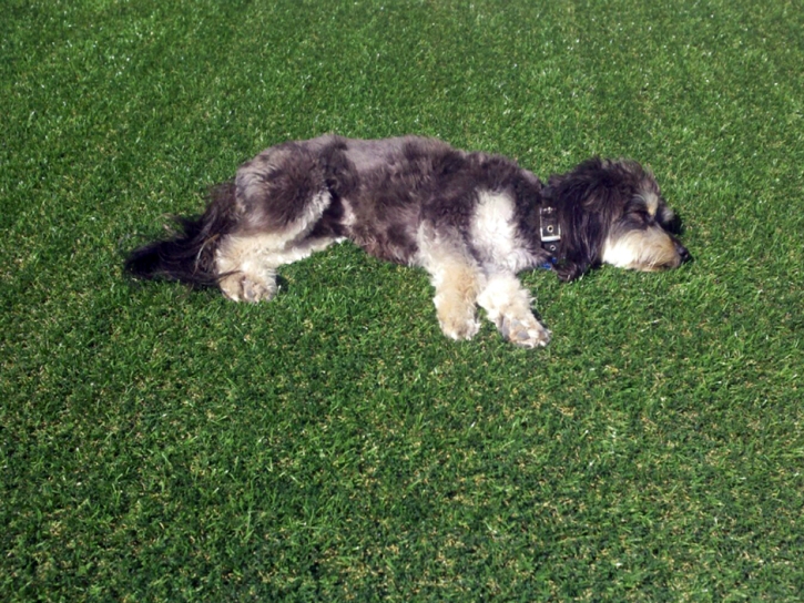 Synthetic Grass Cost Forest Park, Georgia Artificial Turf For Dogs, Grass for Dogs